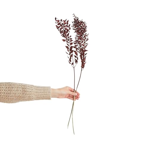 BUTLERS Flower Market Dried Flowers Ruscus Length 70cm on Sale